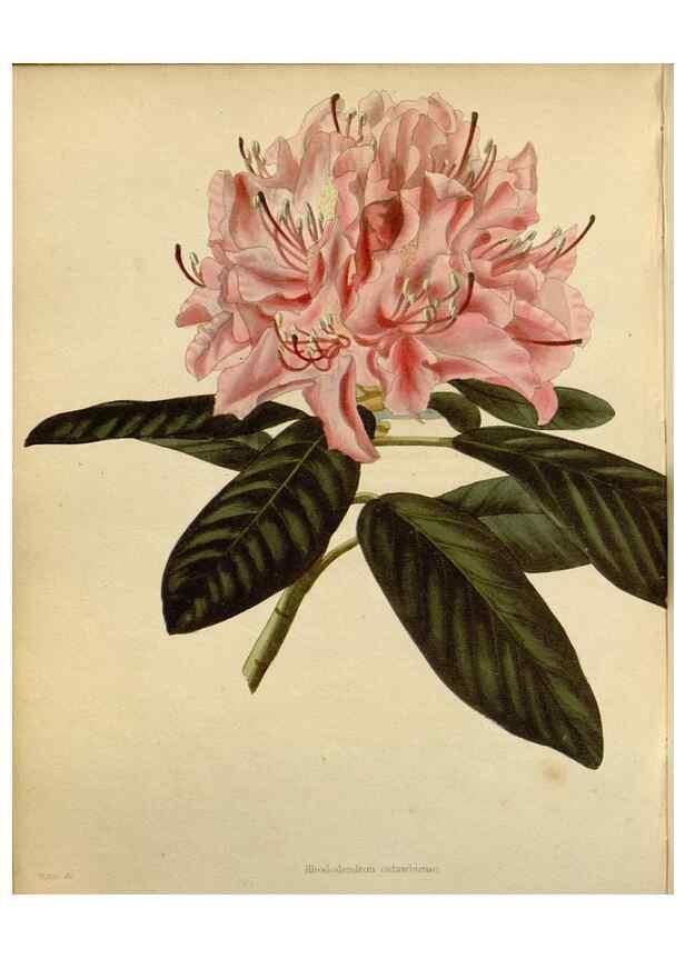 Reproducción/Reproduction 48782491633: The botanical cabinet. London :John & Arthur Arch ...,1817-1833.. 