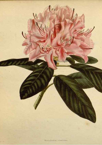 Reproducción/Reproduction 48782491633: The botanical cabinet. London :John & Arthur Arch ...,1817-1833.. 