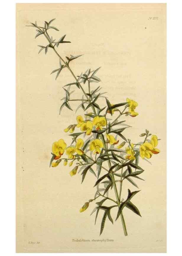 Reproducción/Reproduction 48783024907: The botanical cabinet. London :John & Arthur Arch ...,1817-1833.. 