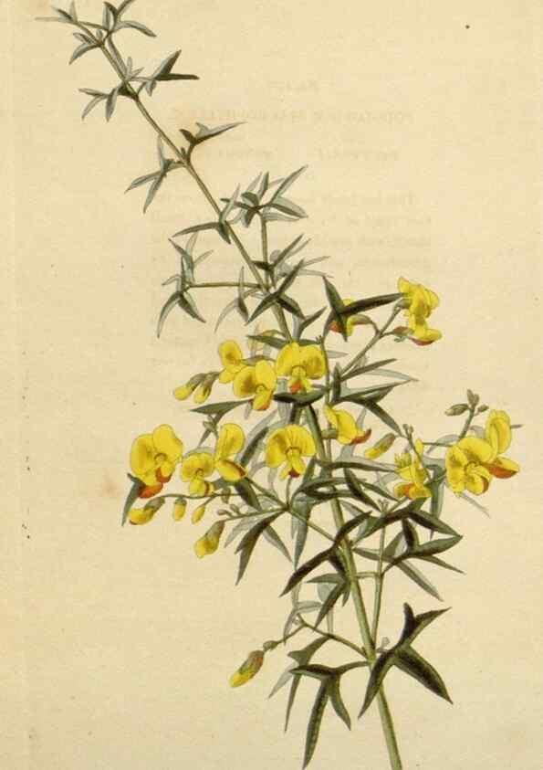 Reproducción/Reproduction 48783024907: The botanical cabinet. London :John & Arthur Arch ...,1817-1833.. 