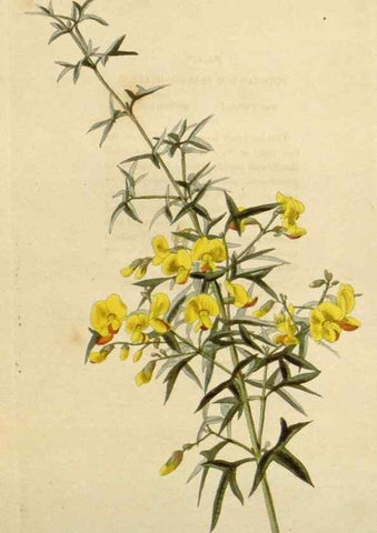 Reproducción/Reproduction 48783024907: The botanical cabinet. London :John & Arthur Arch ...,1817-1833.. 