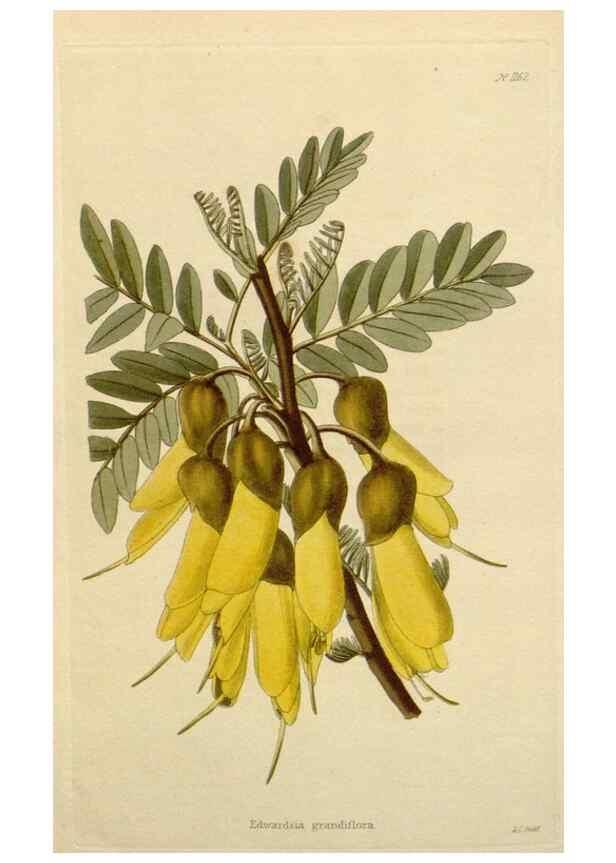 Reproducción/Reproduction 48782485428: The botanical cabinet. London :John & Arthur Arch ...,1817-1833.. 