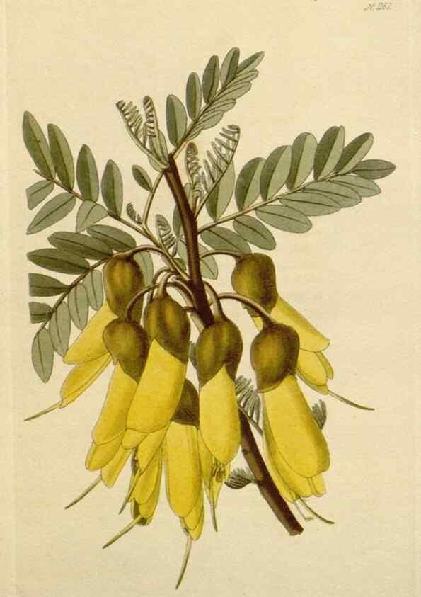 Reproducción/Reproduction 48782485428: The botanical cabinet. London :John & Arthur Arch ...,1817-1833.. 