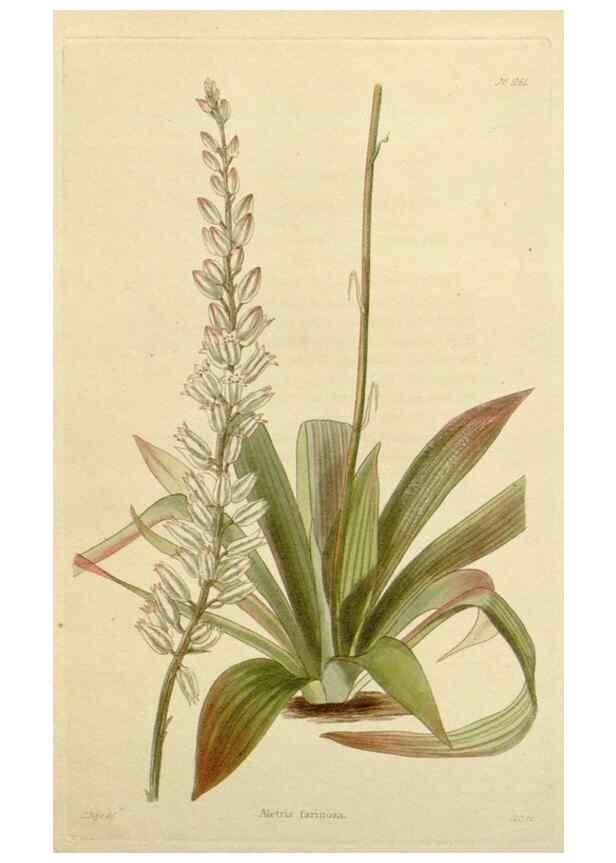 Reproducción/Reproduction 48783017872: The botanical cabinet. London :John & Arthur Arch ...,1817-1833.. 