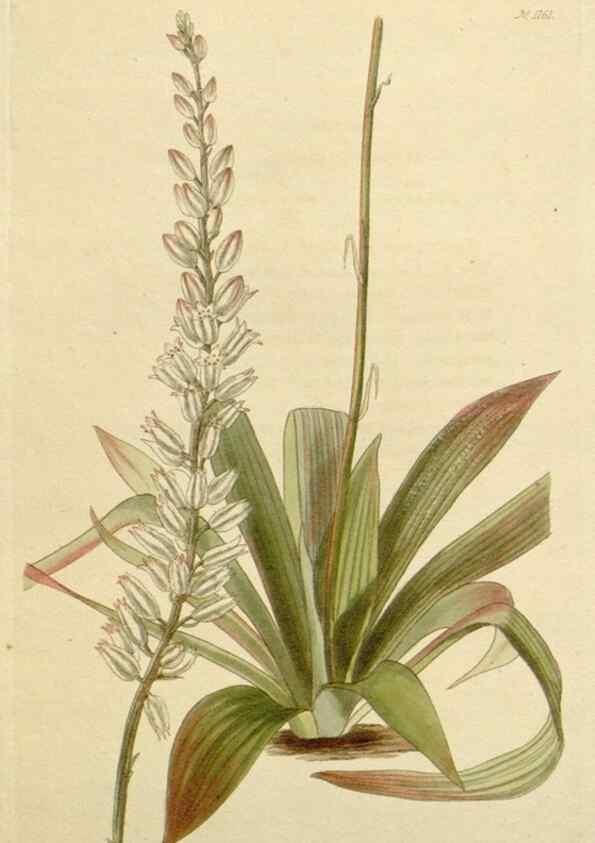 Reproducción/Reproduction 48783017872: The botanical cabinet. London :John & Arthur Arch ...,1817-1833.. 