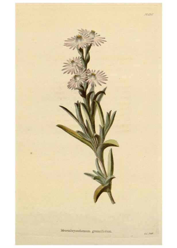 Reproducción/Reproduction 48782850341: The botanical cabinet. London :John & Arthur Arch ...,1817-1833.. 