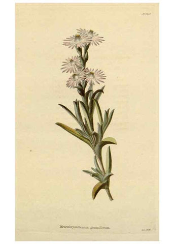 Reproducción/Reproduction 48782850341: The botanical cabinet. London :John & Arthur Arch ...,1817-1833.. 