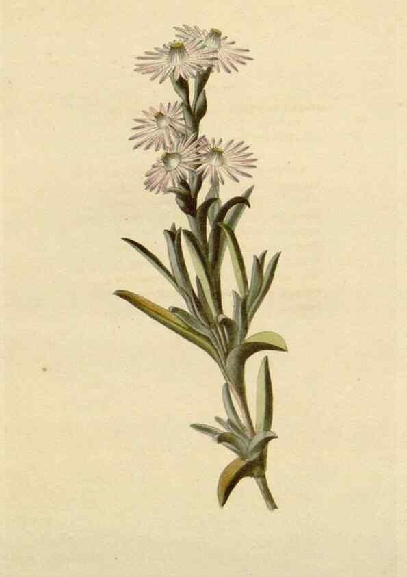 Reproducción/Reproduction 48782850341: The botanical cabinet. London :John & Arthur Arch ...,1817-1833.. 