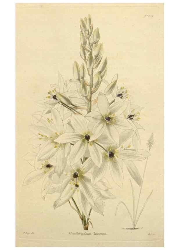 Reproducción/Reproduction 48782484063: The botanical cabinet. London :John & Arthur Arch ...,1817-1833.. 