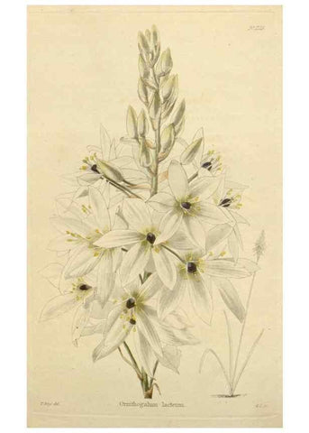 Reproducción/Reproduction 48782484063: The botanical cabinet. London :John & Arthur Arch ...,1817-1833.. 