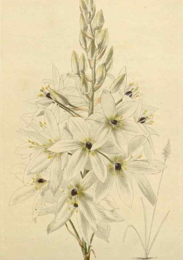 Reproducción/Reproduction 48782484063: The botanical cabinet. London :John & Arthur Arch ...,1817-1833.. 