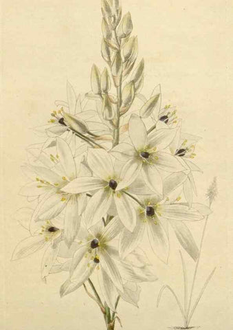 Reproducción/Reproduction 48782484063: The botanical cabinet. London :John & Arthur Arch ...,1817-1833.. 