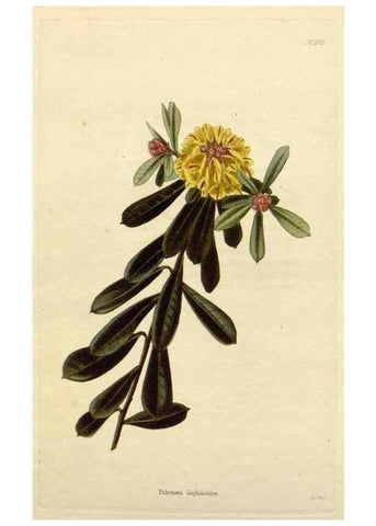 Reproducción/Reproduction 48782477078: The botanical cabinet. London :John & Arthur Arch ...,1817-1833.. 