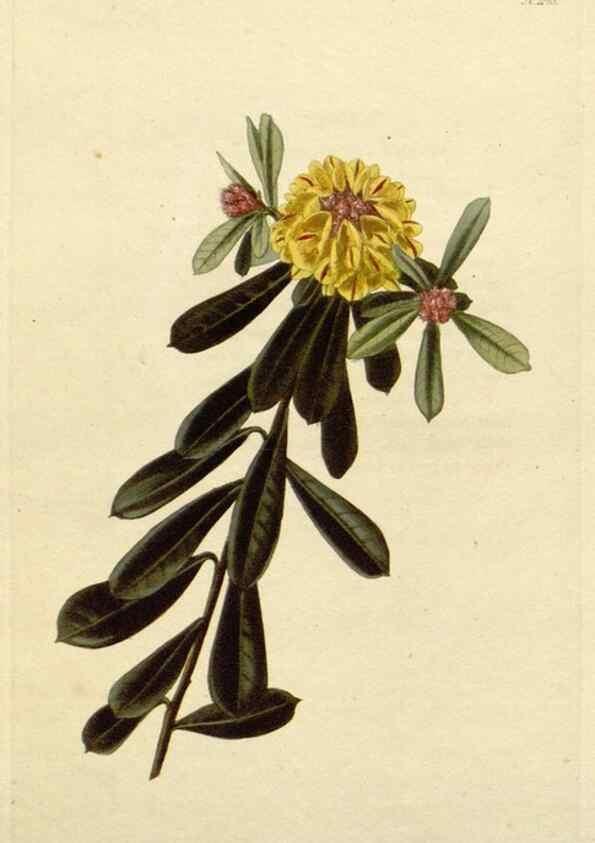 Reproducción/Reproduction 48782477078: The botanical cabinet. London :John & Arthur Arch ...,1817-1833.. 