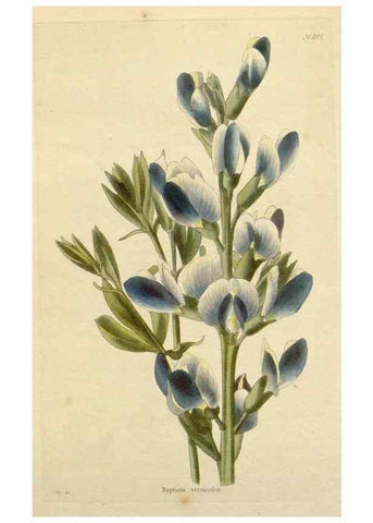 Reproducción/Reproduction 48782477528: The botanical cabinet. London :John & Arthur Arch ...,1817-1833.. 