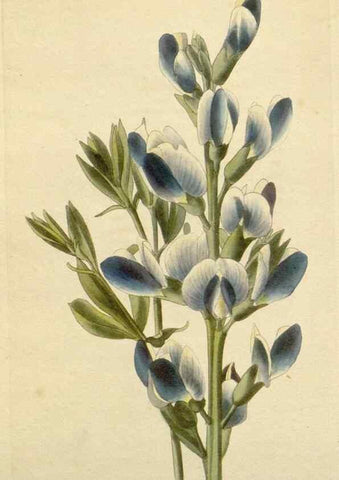 Reproducción/Reproduction 48782477528: The botanical cabinet. London :John & Arthur Arch ...,1817-1833.. 