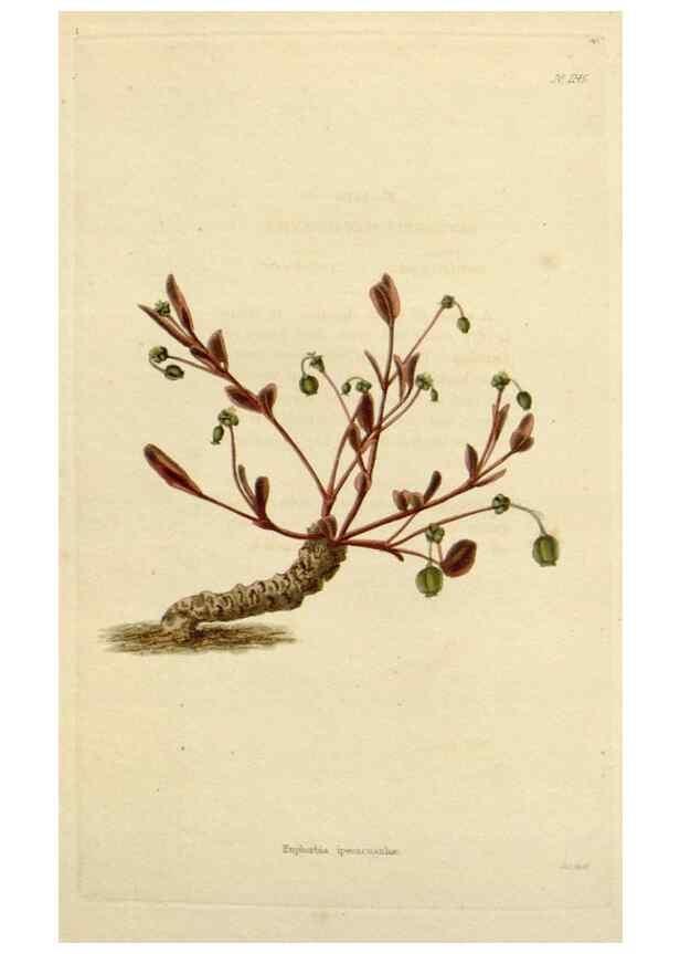 Reproducción/Reproduction 48782478003: The botanical cabinet. London :John & Arthur Arch ...,1817-1833.. 