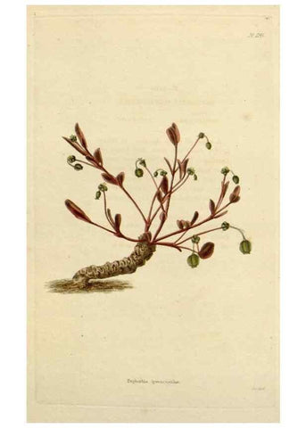 Reproducción/Reproduction 48782478003: The botanical cabinet. London :John & Arthur Arch ...,1817-1833.. 