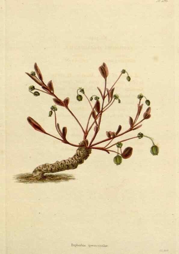 Reproducción/Reproduction 48782478003: The botanical cabinet. London :John & Arthur Arch ...,1817-1833.. 
