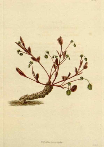 Reproducción/Reproduction 48782478003: The botanical cabinet. London :John & Arthur Arch ...,1817-1833.. 