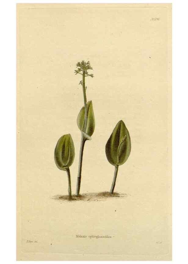 Reproducción/Reproduction 48782478403: The botanical cabinet. London :John & Arthur Arch ...,1817-1833.. 