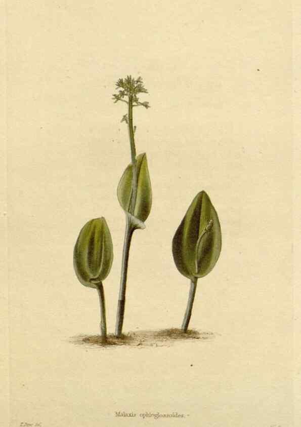 Reproducción/Reproduction 48782478403: The botanical cabinet. London :John & Arthur Arch ...,1817-1833.. 