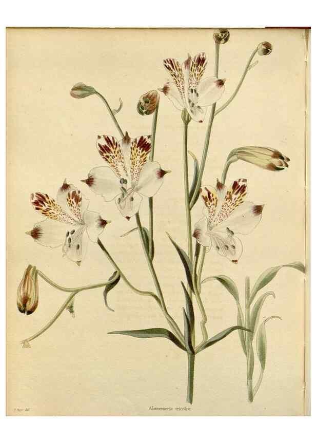 Reproducción/Reproduction 48783011562: The botanical cabinet. London :John & Arthur Arch ...,1817-1833.. 