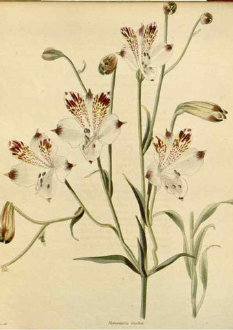 Reproducción/Reproduction 48783011562: The botanical cabinet. London :John & Arthur Arch ...,1817-1833.. 
