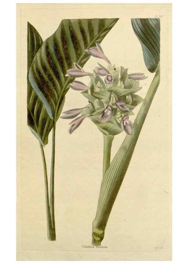 Reproducción/Reproduction 48782844906: The botanical cabinet. London :John & Arthur Arch ...,1817-1833.. 