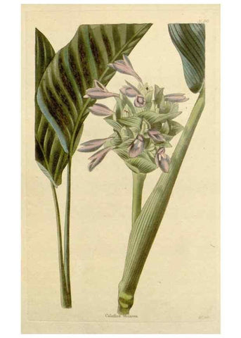 Reproducción/Reproduction 48782844906: The botanical cabinet. London :John & Arthur Arch ...,1817-1833.. 