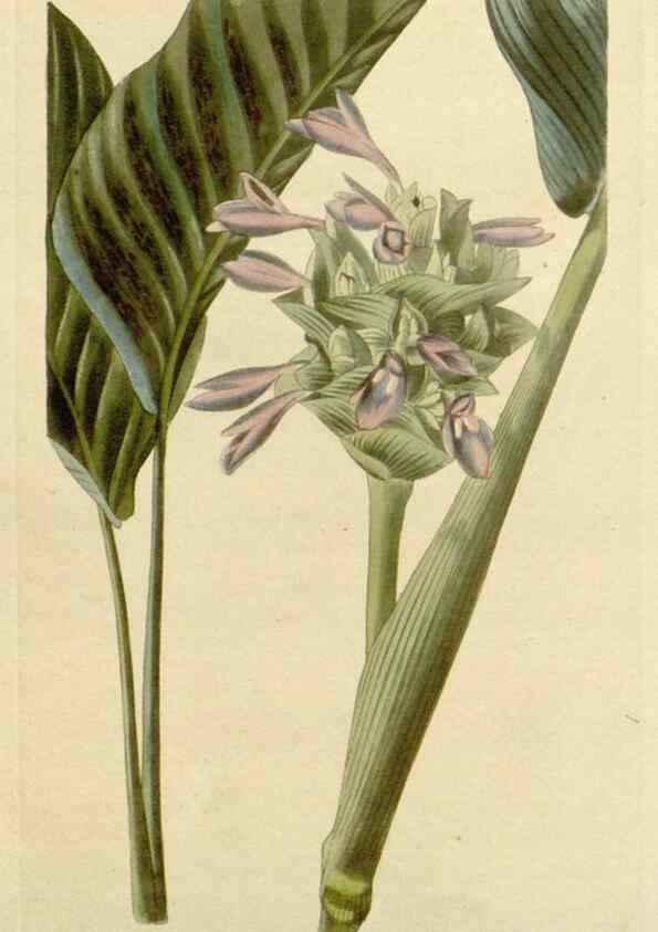 Reproducción/Reproduction 48782844906: The botanical cabinet. London :John & Arthur Arch ...,1817-1833.. 