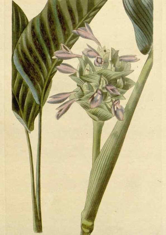 Reproducción/Reproduction 48782844906: The botanical cabinet. London :John & Arthur Arch ...,1817-1833.. 