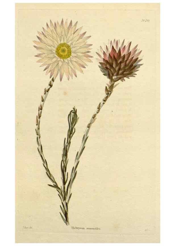 Reproducción/Reproduction 48782479843: The botanical cabinet. London :John & Arthur Arch ...,1817-1833.. 