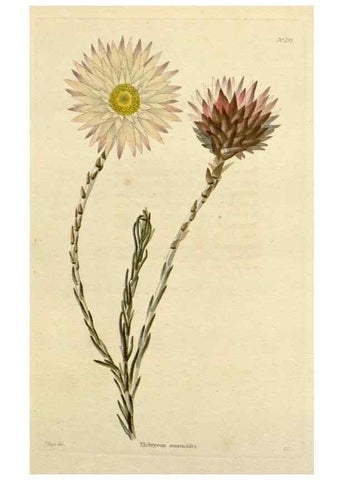 Reproducción/Reproduction 48782479843: The botanical cabinet. London :John & Arthur Arch ...,1817-1833.. 