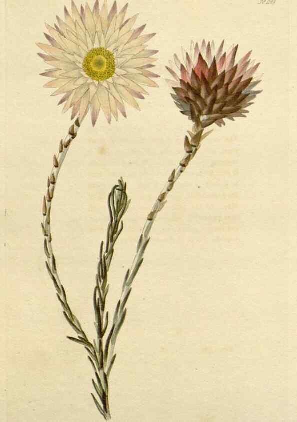 Reproducción/Reproduction 48782479843: The botanical cabinet. London :John & Arthur Arch ...,1817-1833.. 
