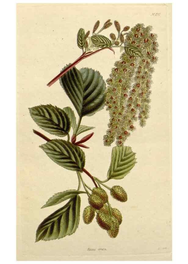 Reproducción/Reproduction 48782841901: The botanical cabinet. London :John & Arthur Arch ...,1817-1833.. 