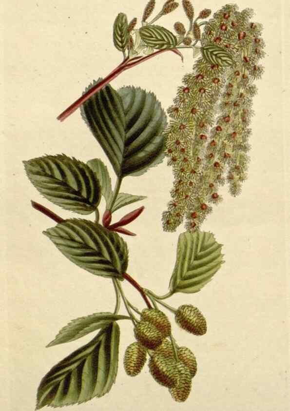 Reproducción/Reproduction 48782841901: The botanical cabinet. London :John & Arthur Arch ...,1817-1833.. 