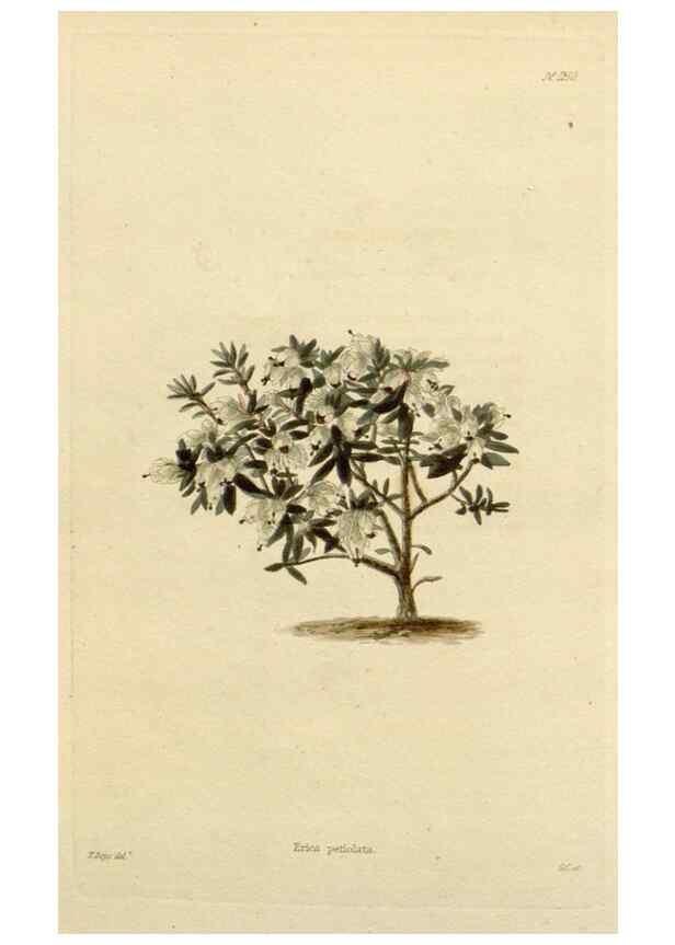 Reproducción/Reproduction 48783012942: The botanical cabinet. London :John & Arthur Arch ...,1817-1833.. 