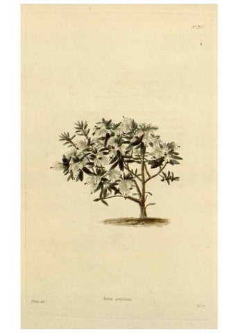Reproducción/Reproduction 48783012942: The botanical cabinet. London :John & Arthur Arch ...,1817-1833.. 