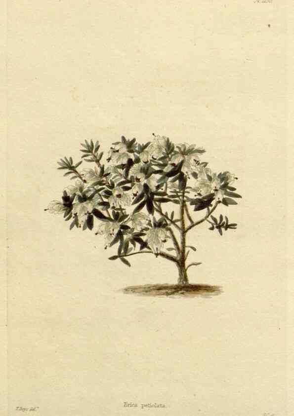 Reproducción/Reproduction 48783012942: The botanical cabinet. London :John & Arthur Arch ...,1817-1833.. 
