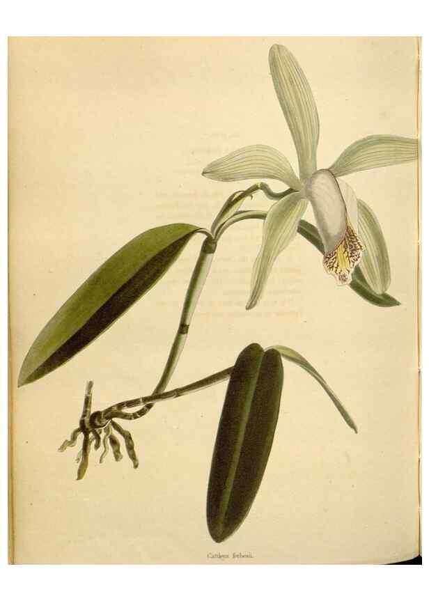 Reproducción/Reproduction 48782846756: The botanical cabinet. London :John & Arthur Arch ...,1817-1833.. 