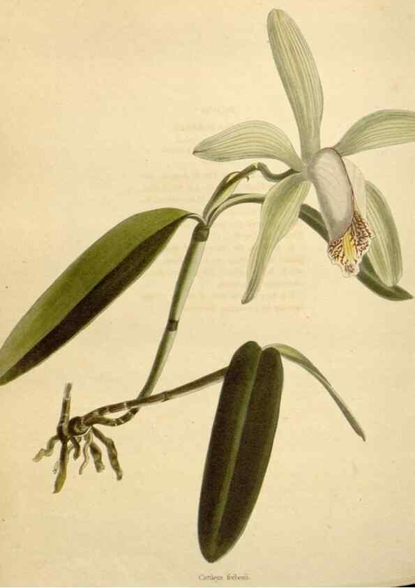 Reproducción/Reproduction 48782846756: The botanical cabinet. London :John & Arthur Arch ...,1817-1833.. 