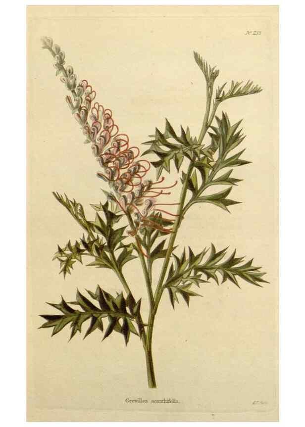 Reproducción/Reproduction 48782481708: The botanical cabinet. London :John & Arthur Arch ...,1817-1833.. 