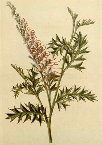Reproducción/Reproduction 48782481708: The botanical cabinet. London :John & Arthur Arch ...,1817-1833.. 