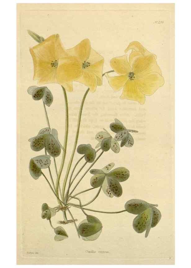 Reproducción/Reproduction 48782482203: The botanical cabinet. London :John & Arthur Arch ...,1817-1833.. 