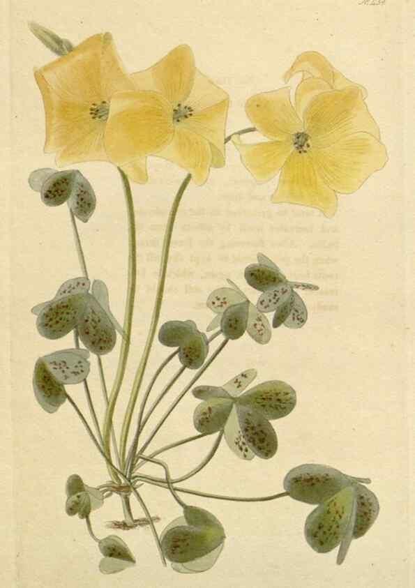 Reproducción/Reproduction 48782482203: The botanical cabinet. London :John & Arthur Arch ...,1817-1833.. 