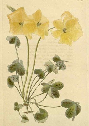 Reproducción/Reproduction 48782482203: The botanical cabinet. London :John & Arthur Arch ...,1817-1833.. 