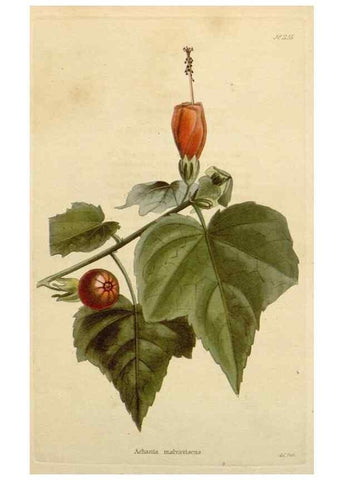 Reproducción/Reproduction 48783015202: The botanical cabinet. London :John & Arthur Arch ...,1817-1833.. 