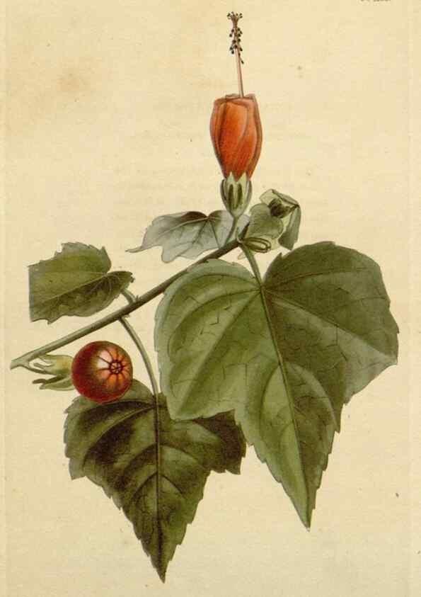 Reproducción/Reproduction 48783015202: The botanical cabinet. London :John & Arthur Arch ...,1817-1833.. 