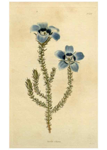Reproducción/Reproduction 48783015567: The botanical cabinet. London :John & Arthur Arch ...,1817-1833.. 